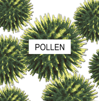 pollen magnified in Cape Coral FL